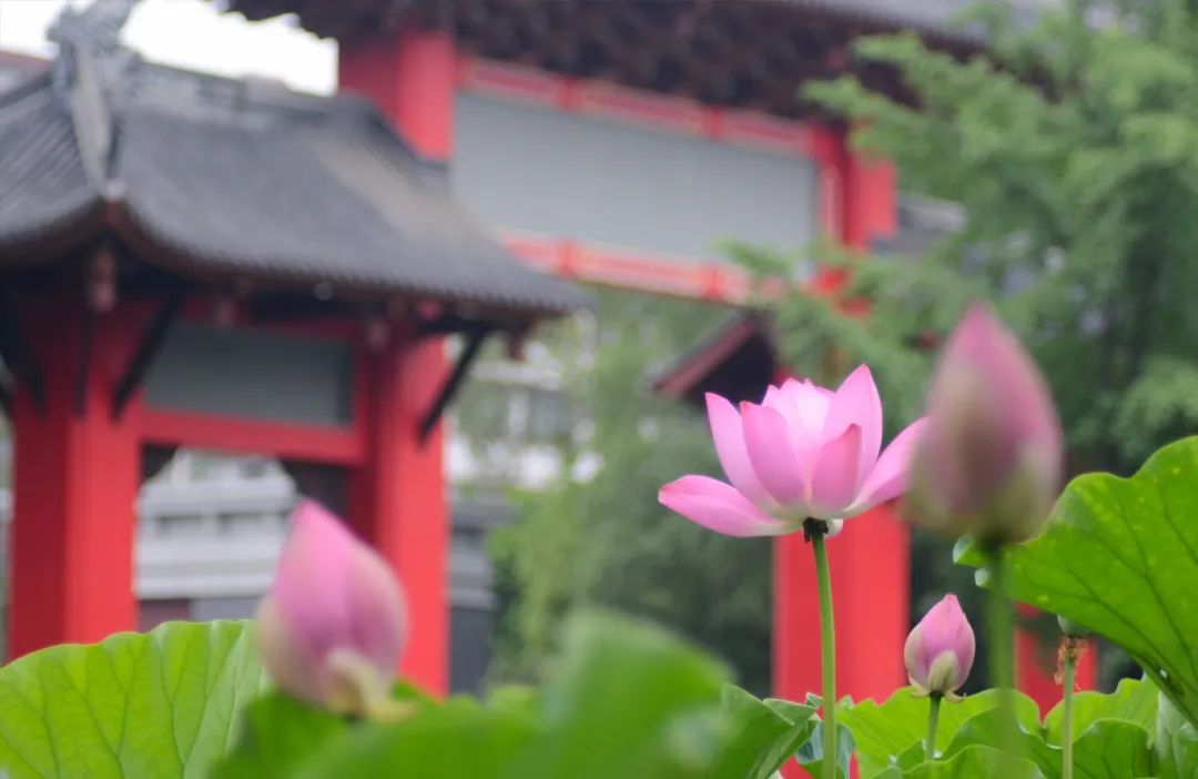 7360人！四川大学公布2022硕士研究生招生计划！推免生占比约40%