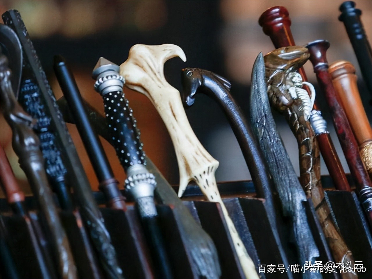 《哈利·波特》魔杖的木材属性,你知道哪些?