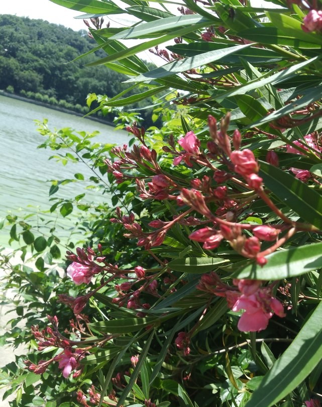 清晨，去湖边吹吹风