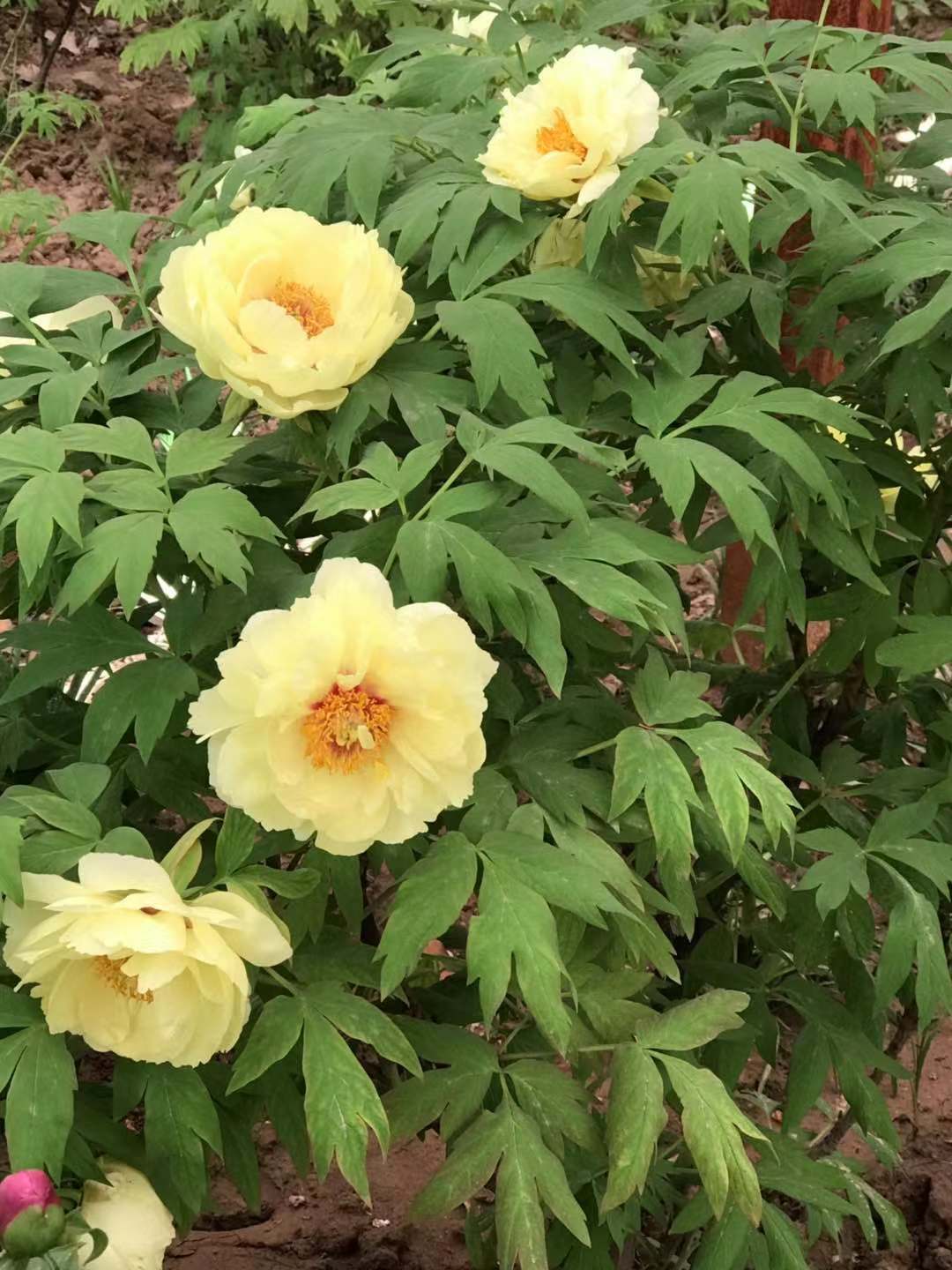 牡丹花的功效与作用(唯有牡丹真国色) - 行就行