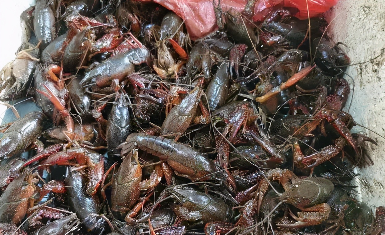 南昌龙虾价格今日「大龙虾价格今日价格表」-皮皮自媒体