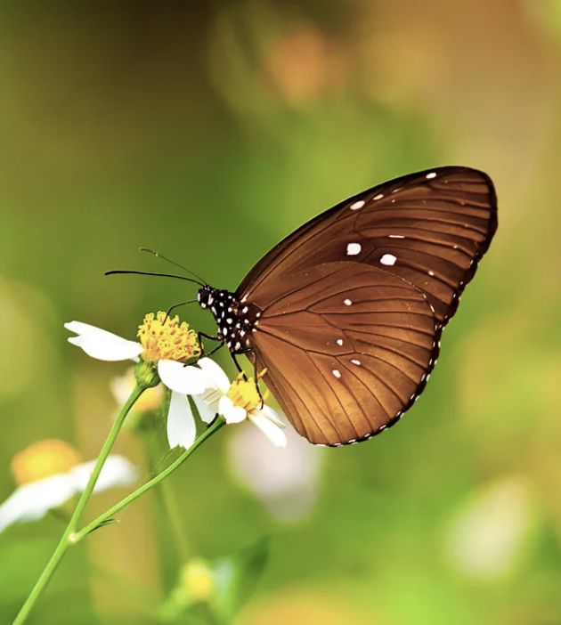 【诗词鉴赏】在唐宋诗词里，那些动人的蝴蝶！