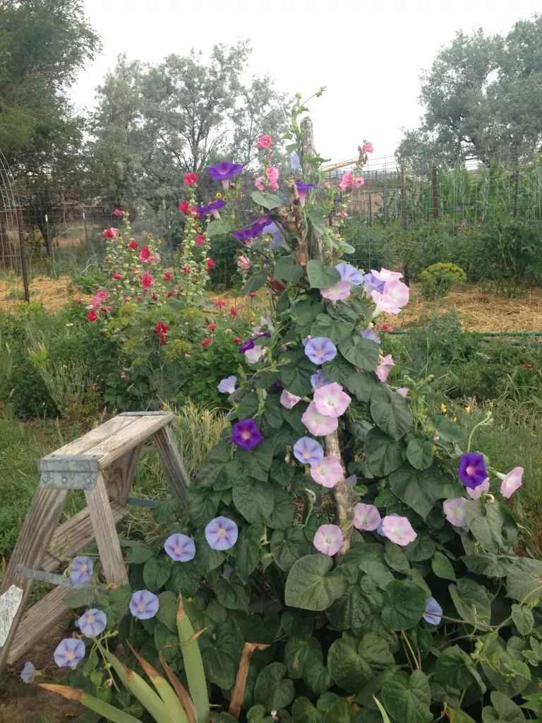 五颜六色的爬藤牵牛花，春末在盆里埋入几粒种子，开出灿烂花朵