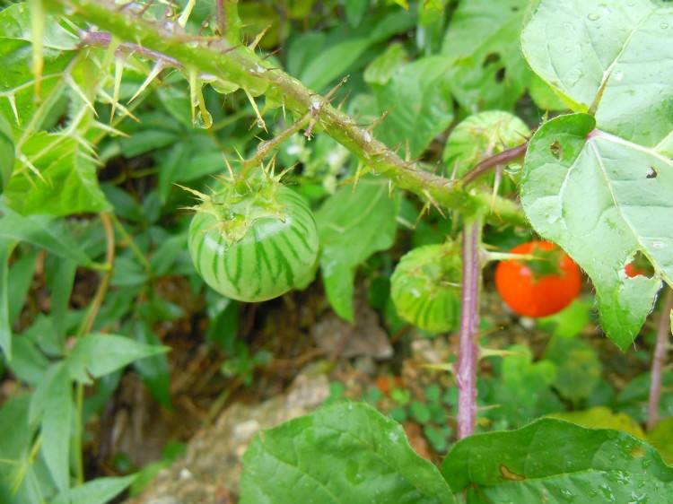 刺天茄是一种什么样的植物?