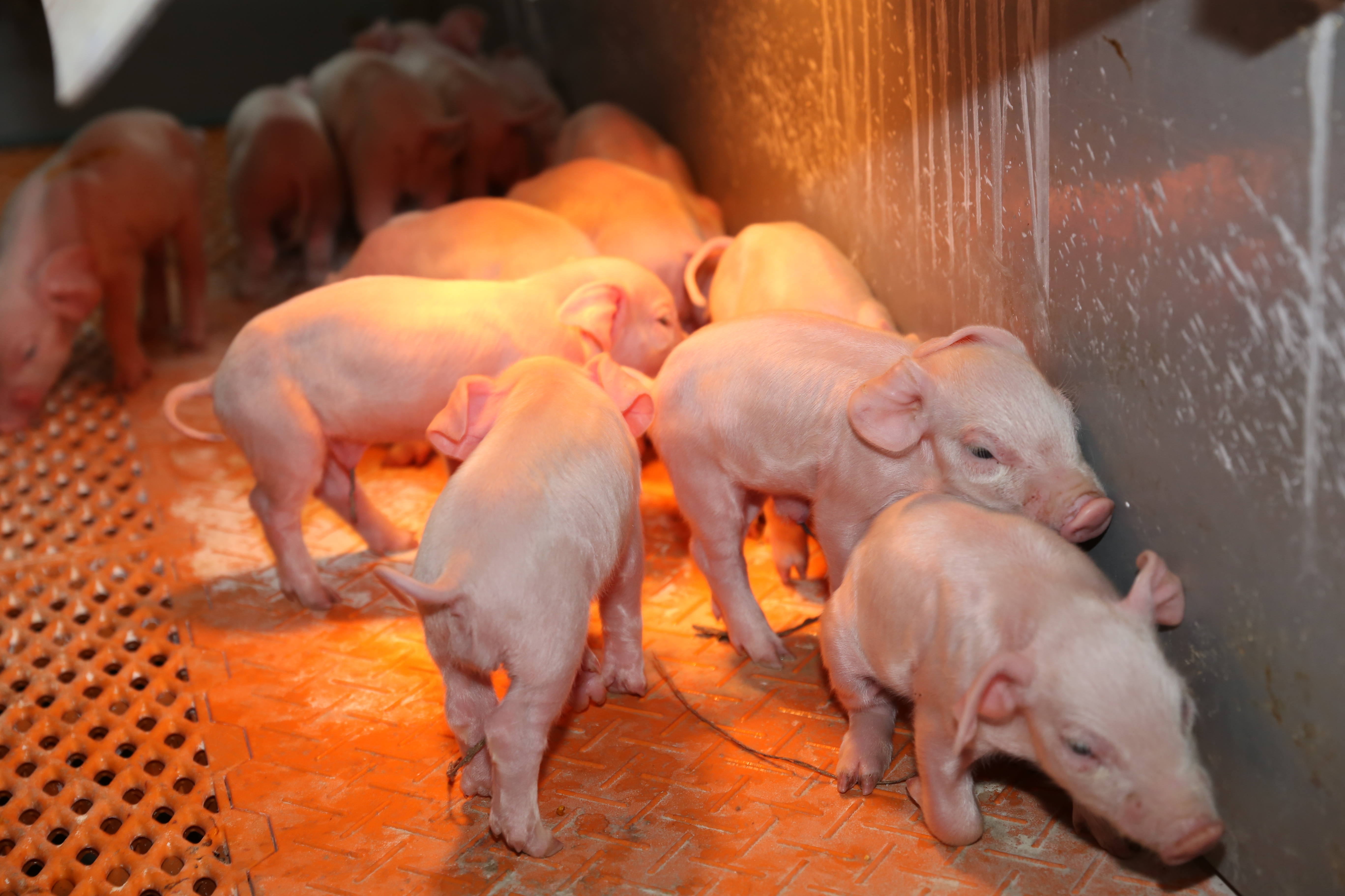 挡鼠板多少钱一平米(楼房养猪模式成为解决疫病防控问题的新选择) - 