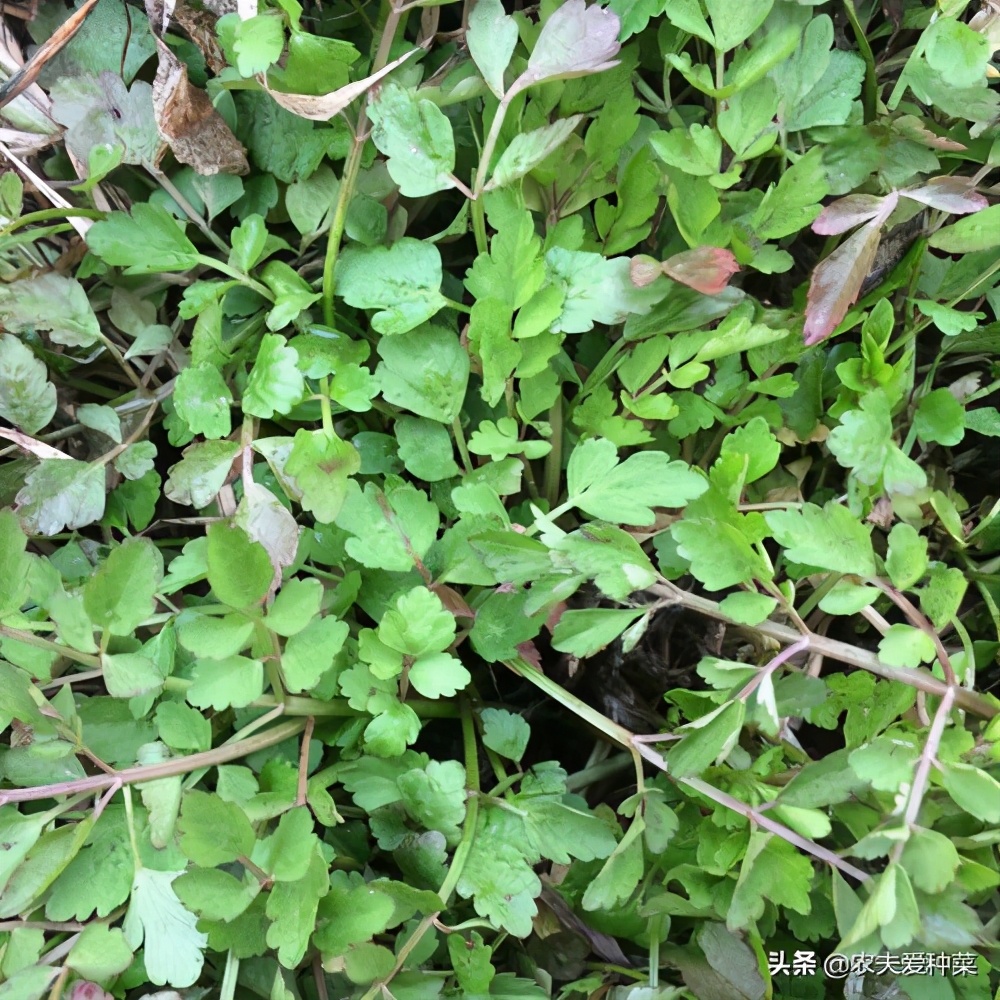 什么是水芹菜(水芹菜有什么功效) - 风集网