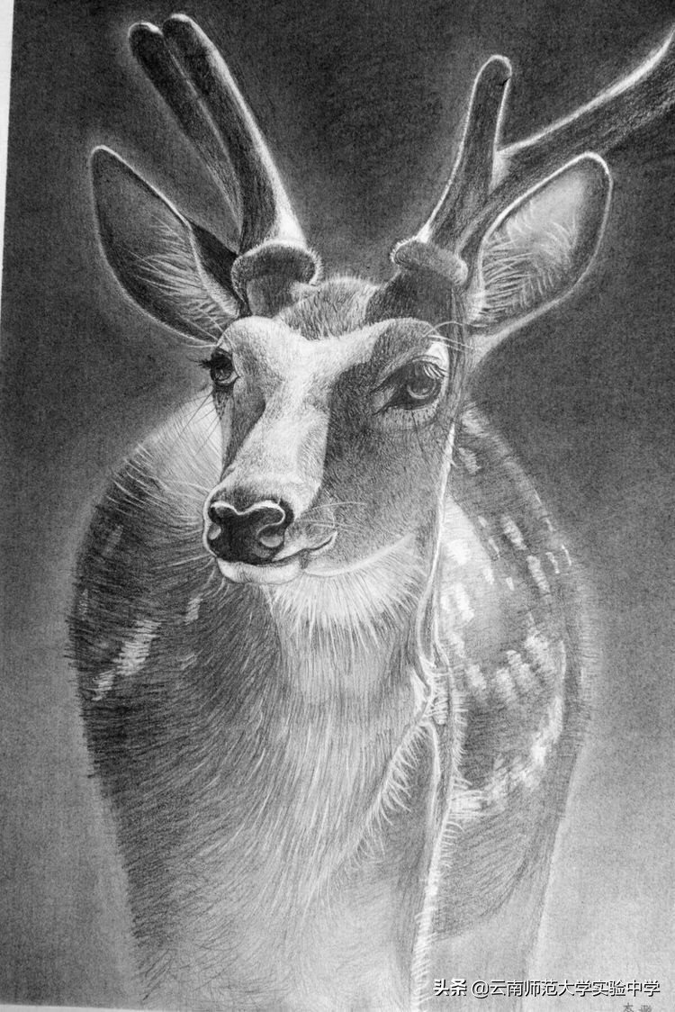 云南师范大学实验中学校本部高中部2020年招生热点问题解答（一）