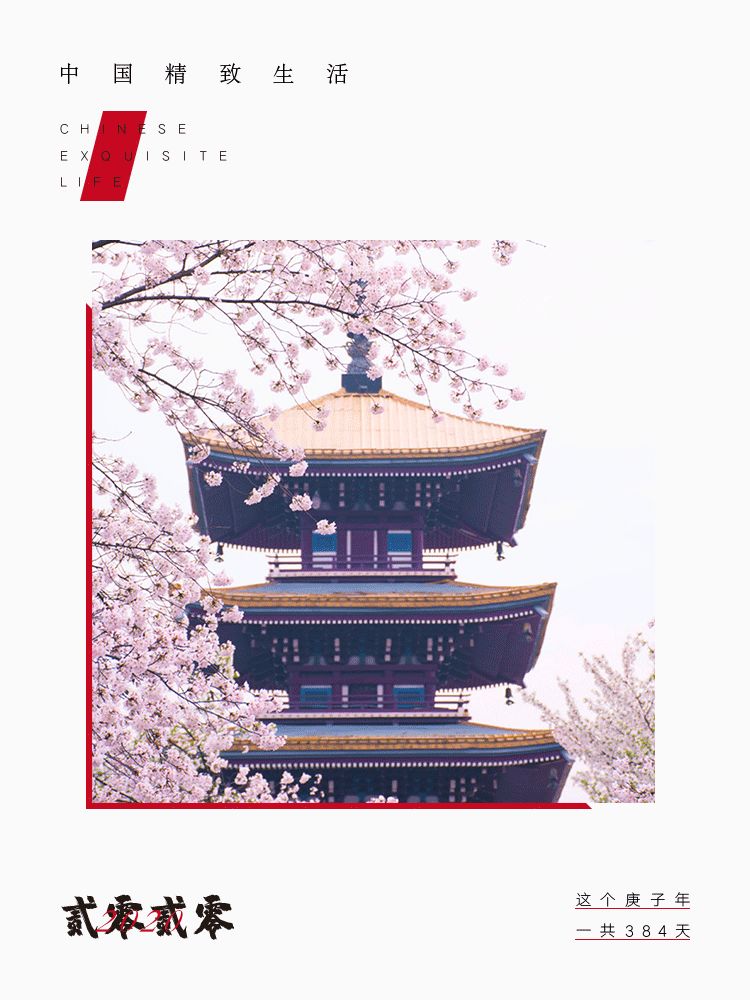 武汉樱花绽放如云霞满天，春意盎然美不胜收