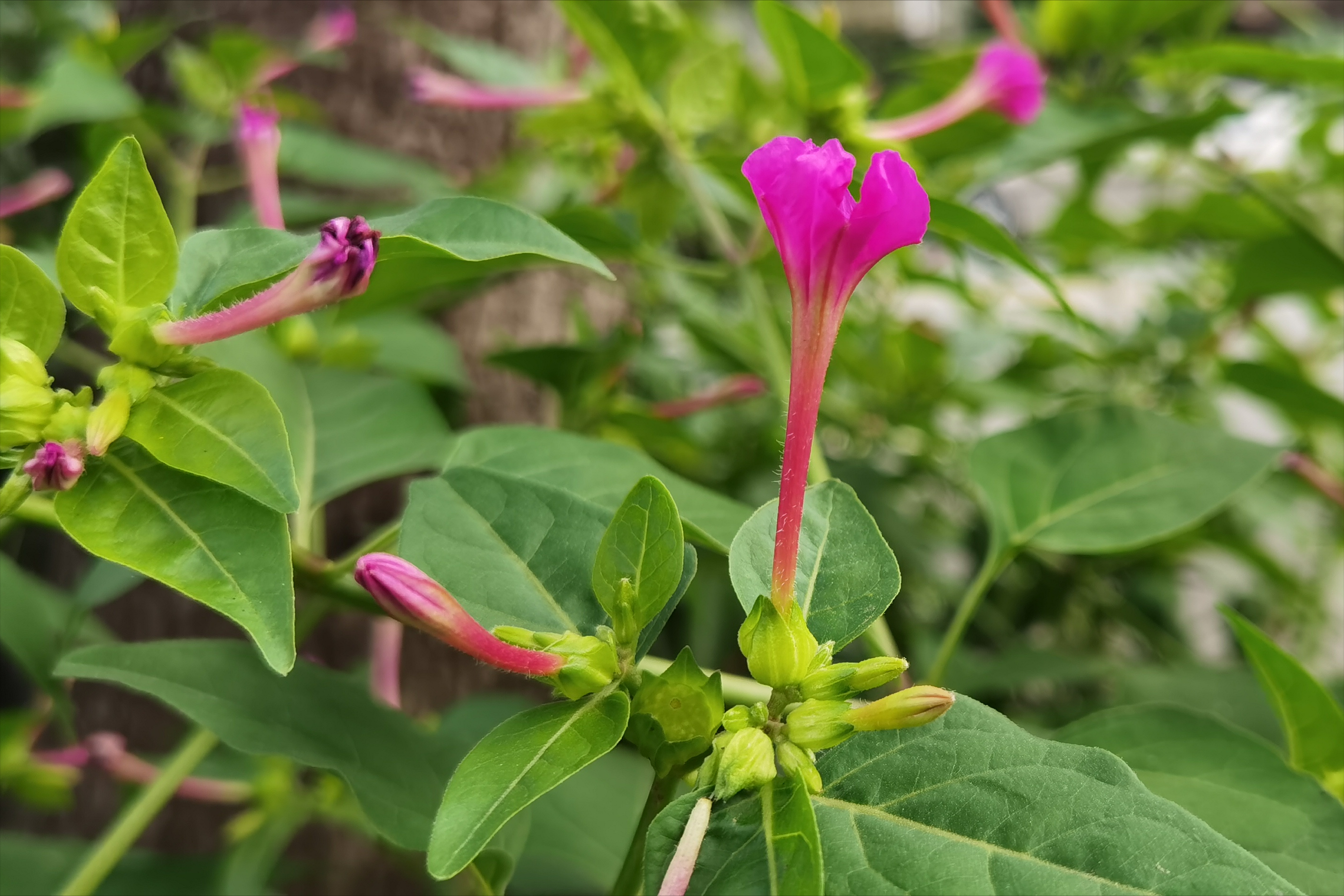 植物别名:看你们那边是叫什么?