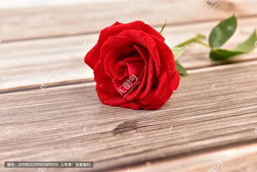王肖散文：真正的玫瑰