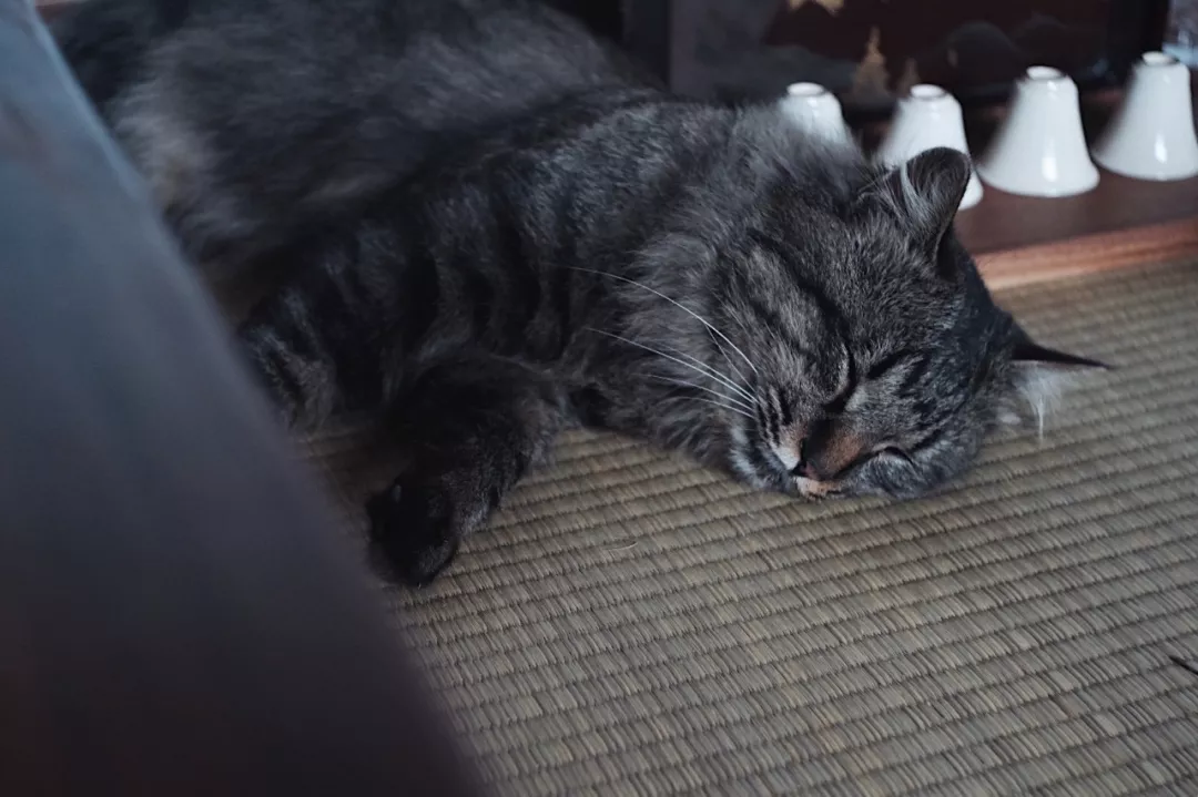 一茶，一猫，一段安闲岁月