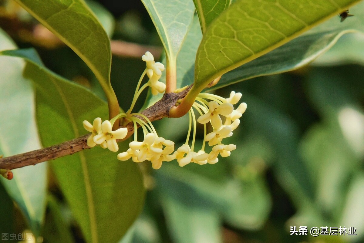 三个理由让你深信盆栽桂花还是月桂这个品种好