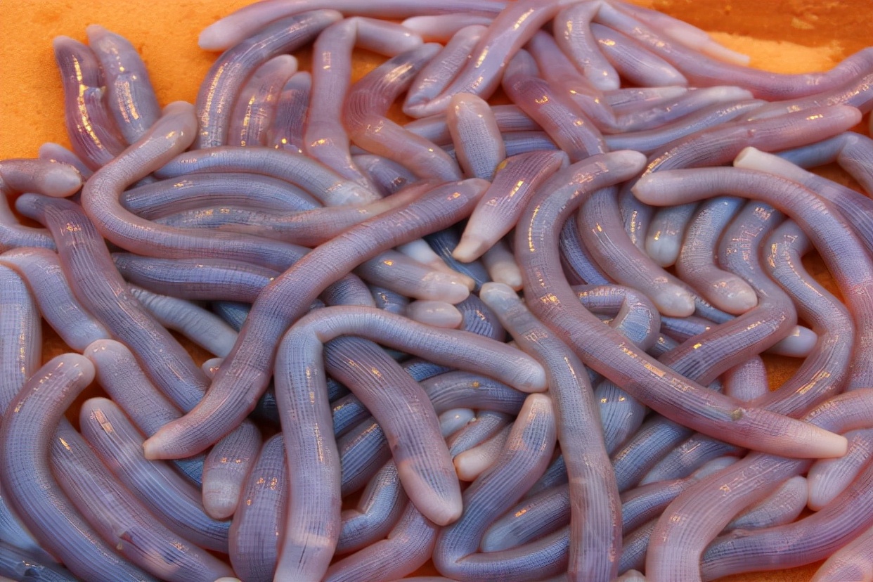 海肠是什么(俗称"海肠子",有人看到就恶心,有人却拿麻袋去捡,一斤上