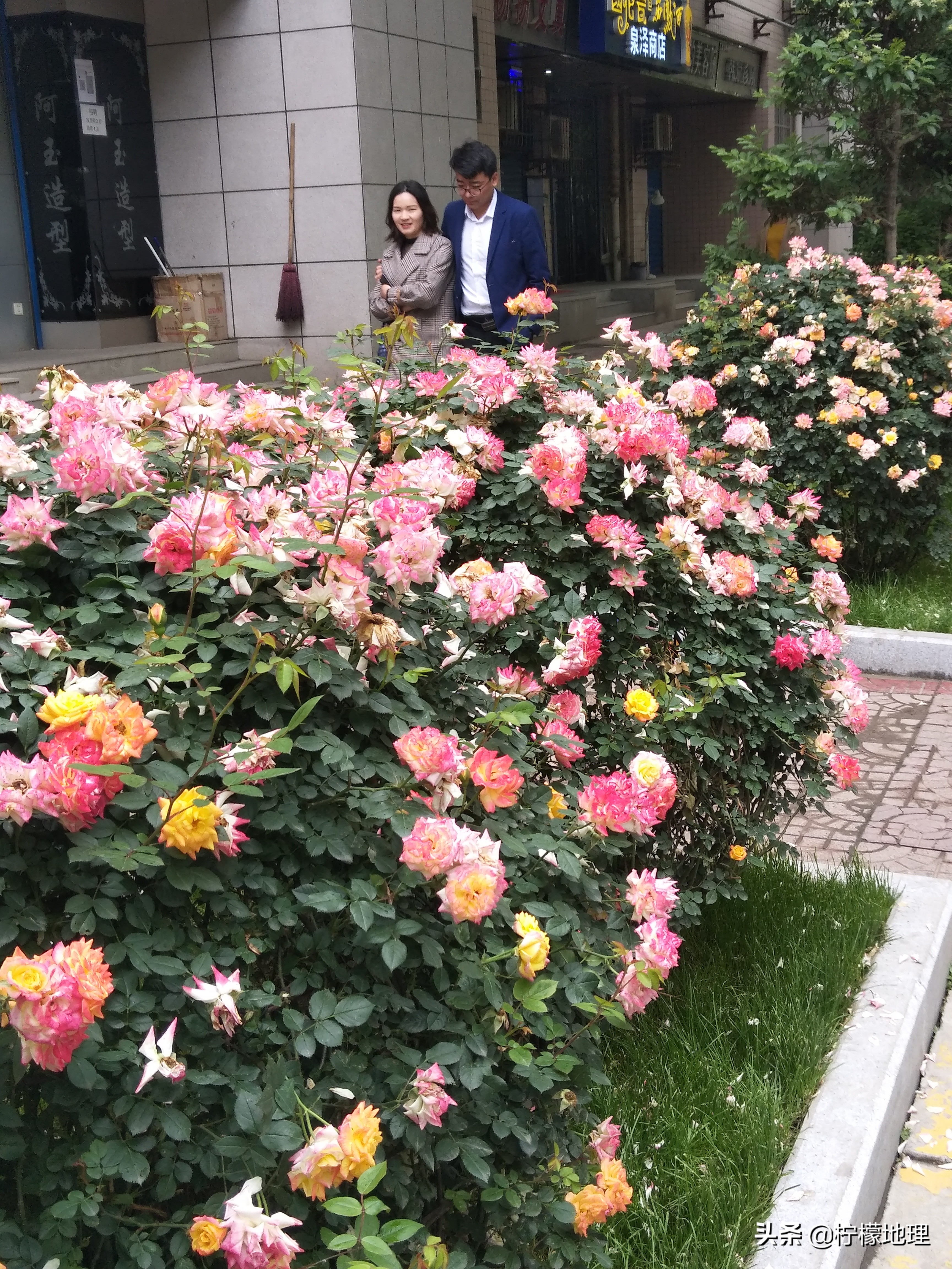 街拍：古都西安街头的花已经开到荼蘼，赏花要趁早了