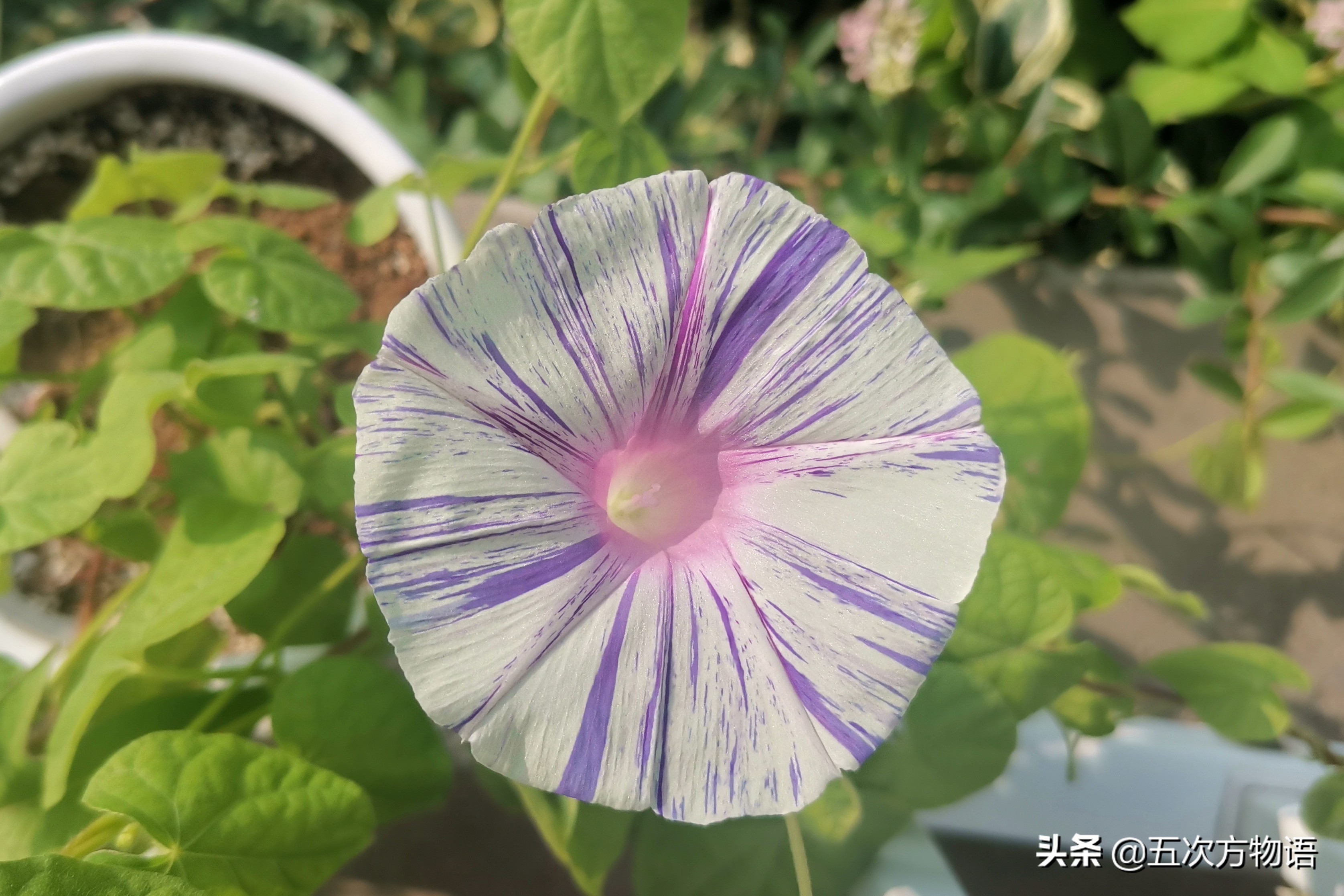 牵牛花样子世上有黄色的牵牛花吗