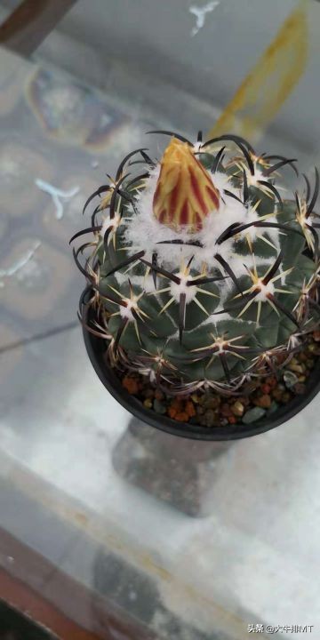 顶花球之王-----钢钉Coryphantha tripugionacantha