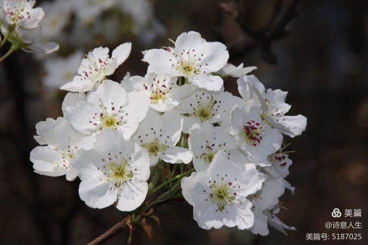 人间四月花如海