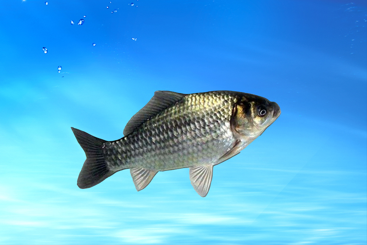 如何才能钓好鲫鱼?钓鲫鱼的几个要点