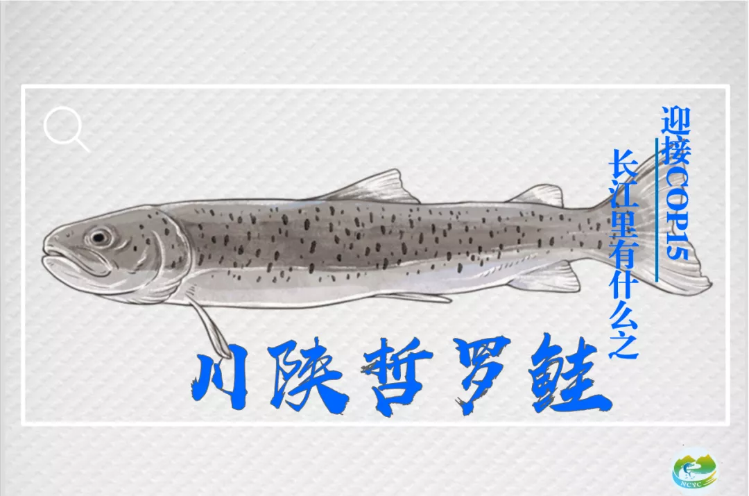 长江里的“水中猛虎”——川陕哲罗鲑