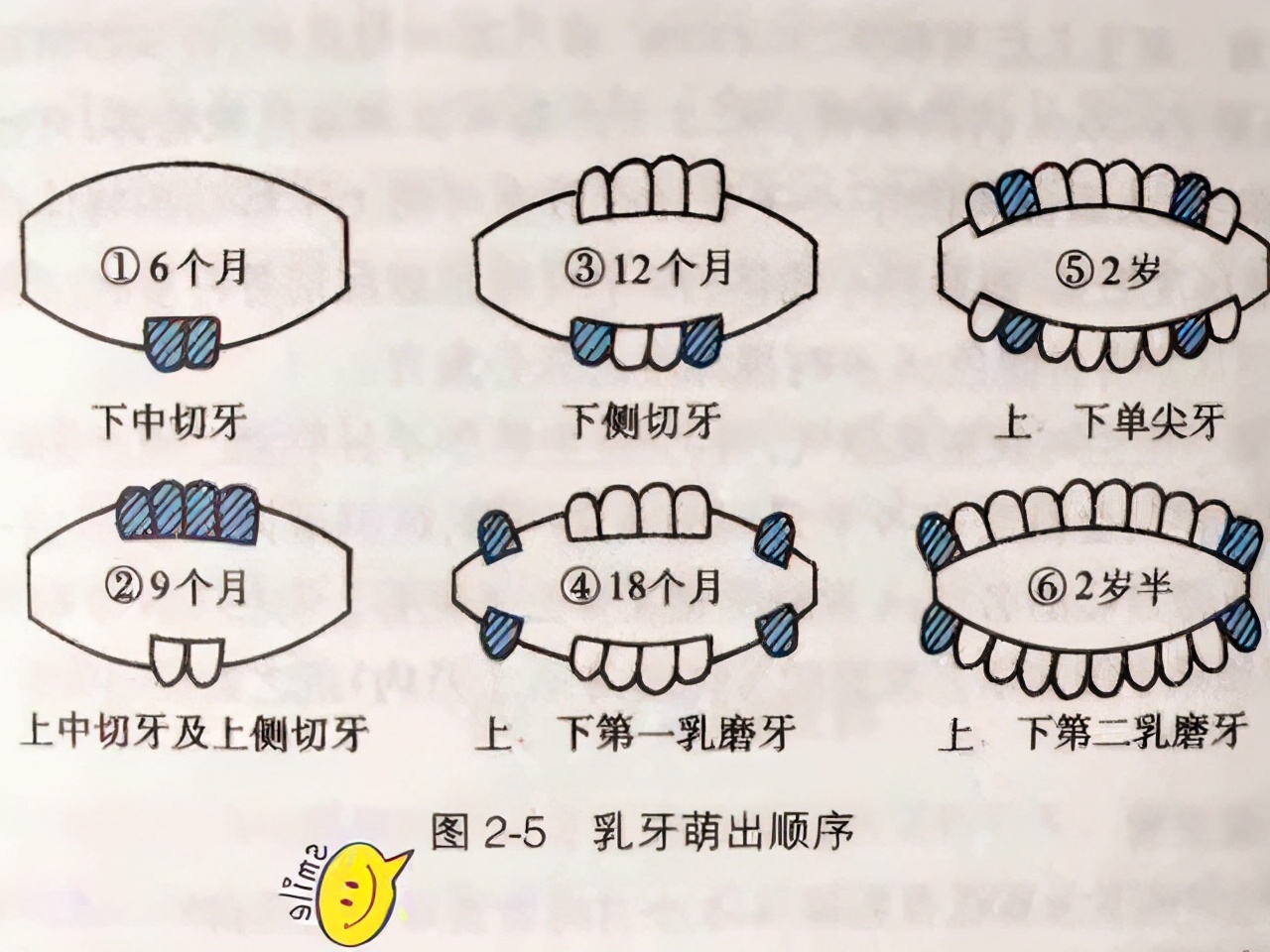 宝宝几个月长牙算正常？出牙信号、应对建议，家长牢记让娃少遭罪