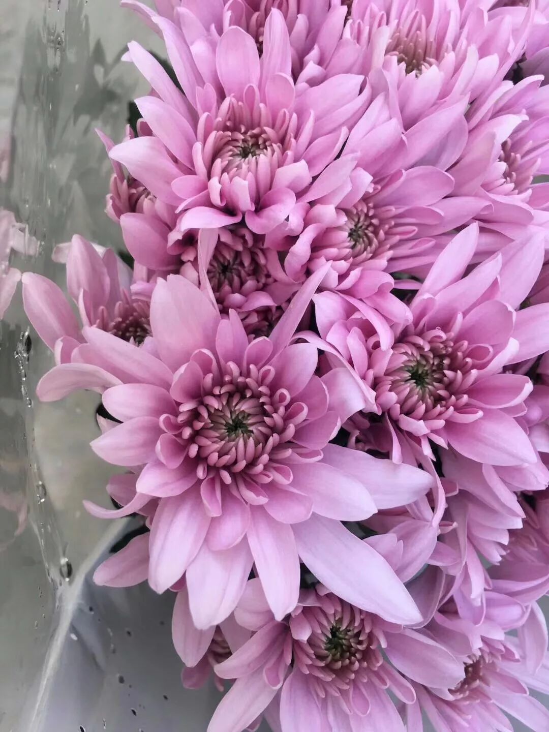 小雏菊花期（小雏菊花期较长养护得当可更长）