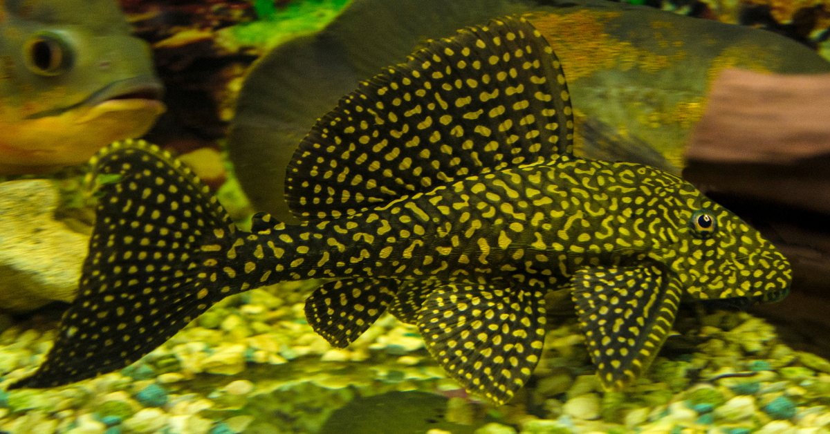 清道夫适合水温多少度(清道夫鱼吃什么)