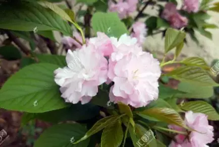 海棠花，是最美的春日诗词
