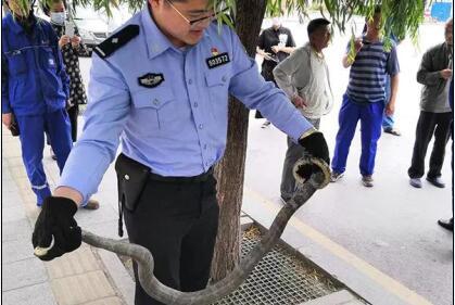 辽宁巨蛇(事发辽宁！2 米长蛇逛二手家具市场，民警徒手捉住了它)