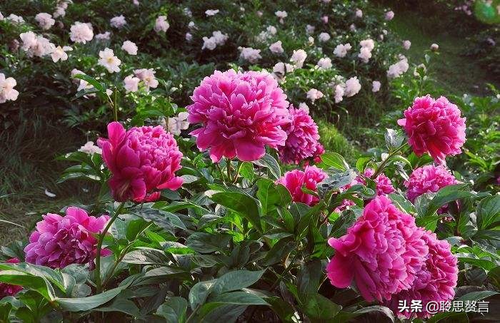 芍药诗词精选三十六首 过眼一春春又夏，开残芍药更无花