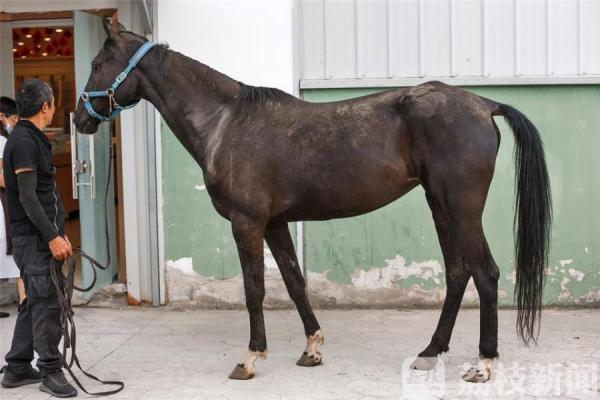 汗血寶馬價格,汗血寶馬價格人民幣