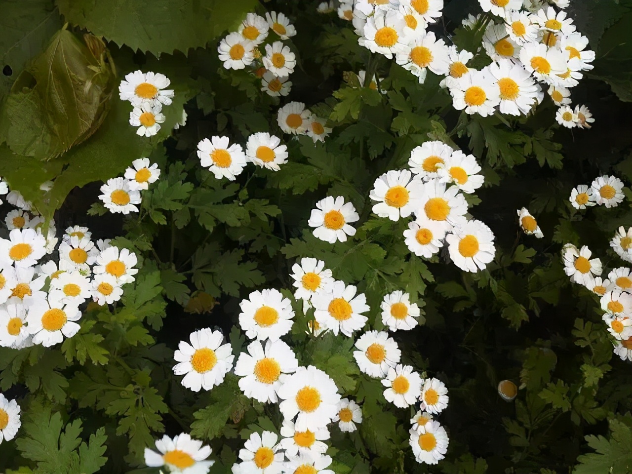 最喜欢的香草盆栽,洋甘菊搭配鼠尾草