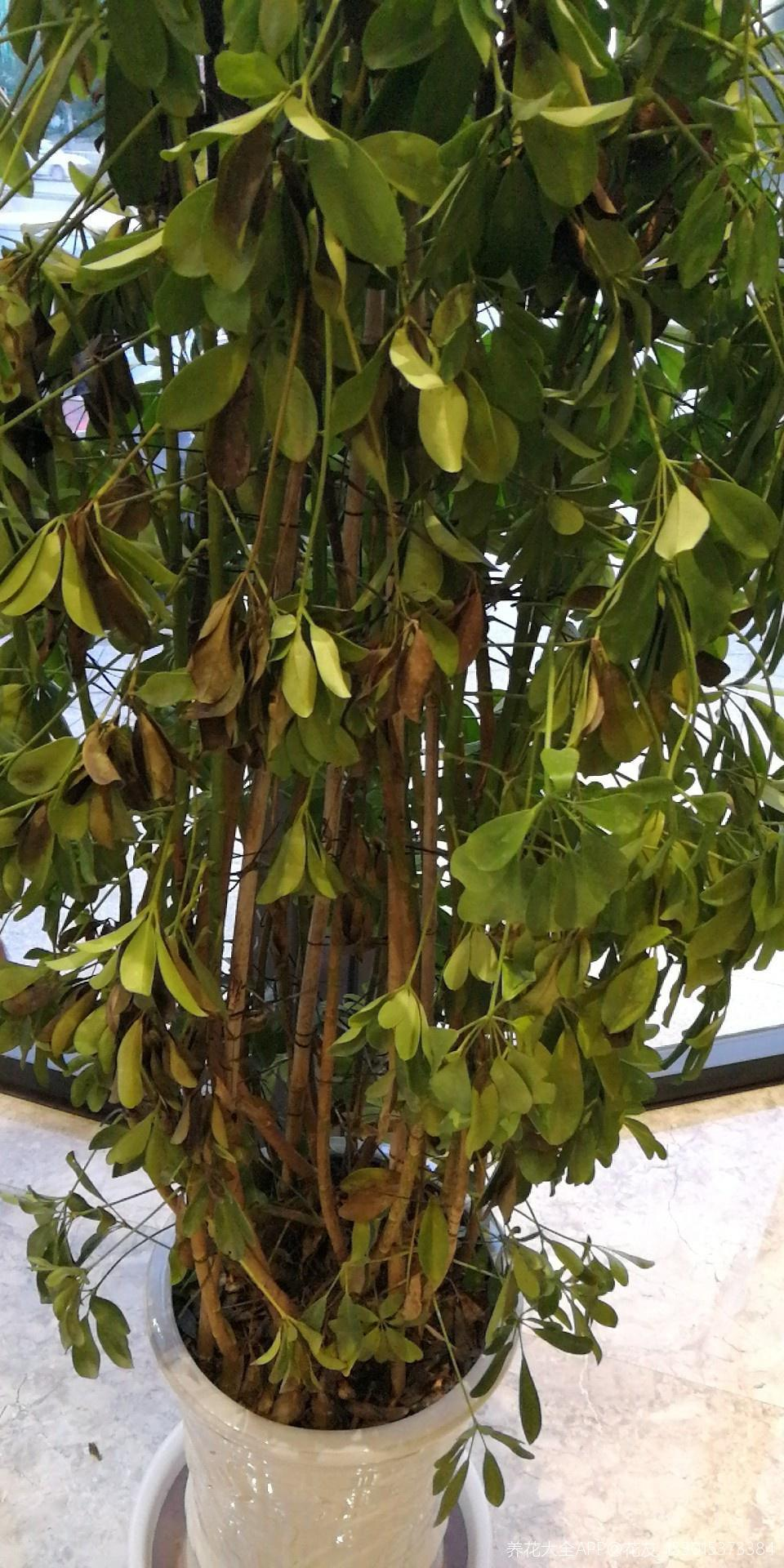 鸭脚木养护鸭掌木的3个技巧