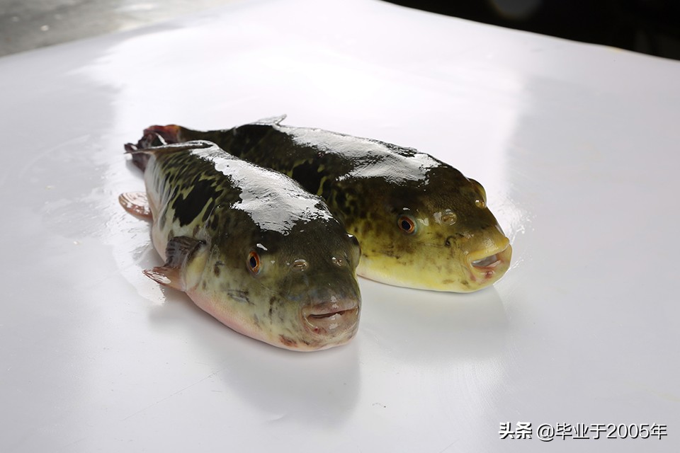 辽宁沿海地区市场上常见的鱼类您都认识吗？（之二）