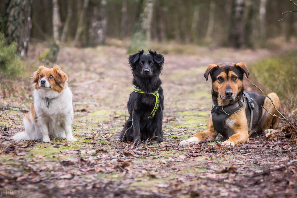 世界十大最强犬种排行榜：盘点全球最强大名犬品种
