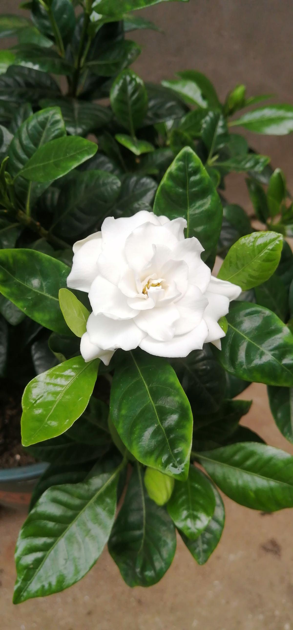 花草的图片大全（100种常见花图鉴一览表）