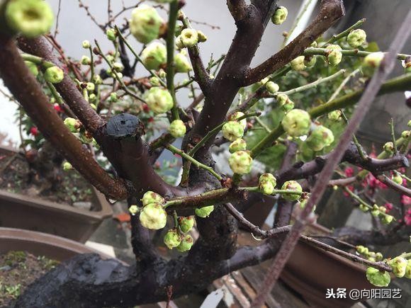 家里就养这“4种”植物，既能成招财旺运，又能养成精致盆景