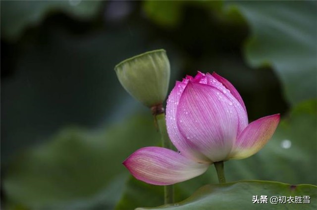 赏读李白的古风：秋花冒绿水，密叶罗青烟