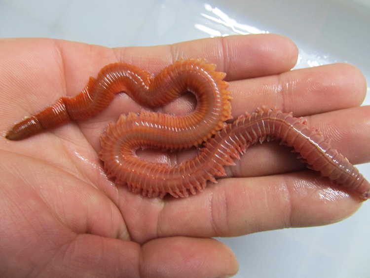 在淡海水交界处,入海口,盐度0~38‰的水域中,都是适合存活的水域,只要