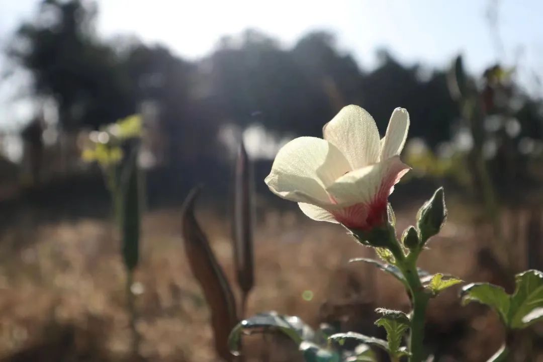 草木人间*秋花最是秋葵好