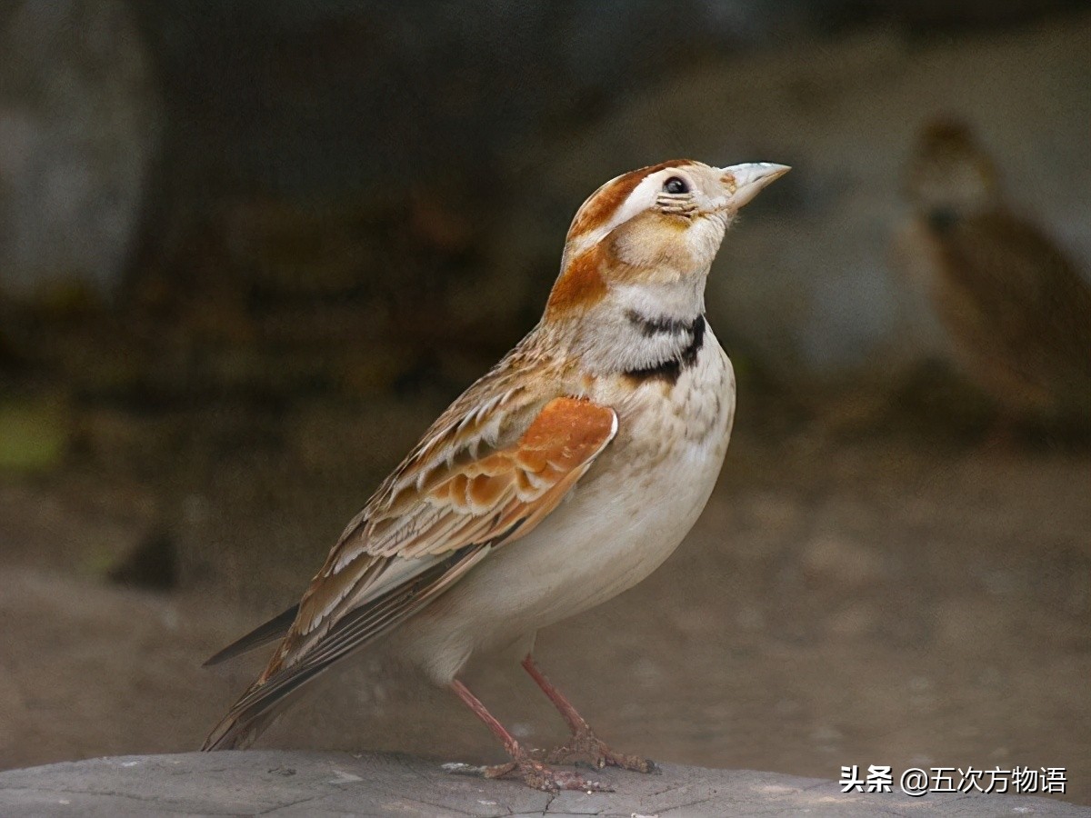 新野保名录来了，中国“四大笼养鸟”怎么办？