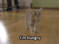 猫咪为啥总是喵喵叫讨食？明明碗里还有粮