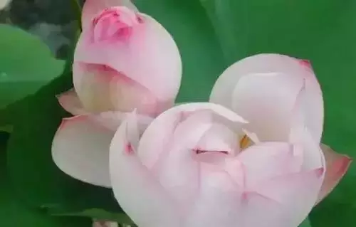 广州市市花是什么（全国56个城市的市花介绍）