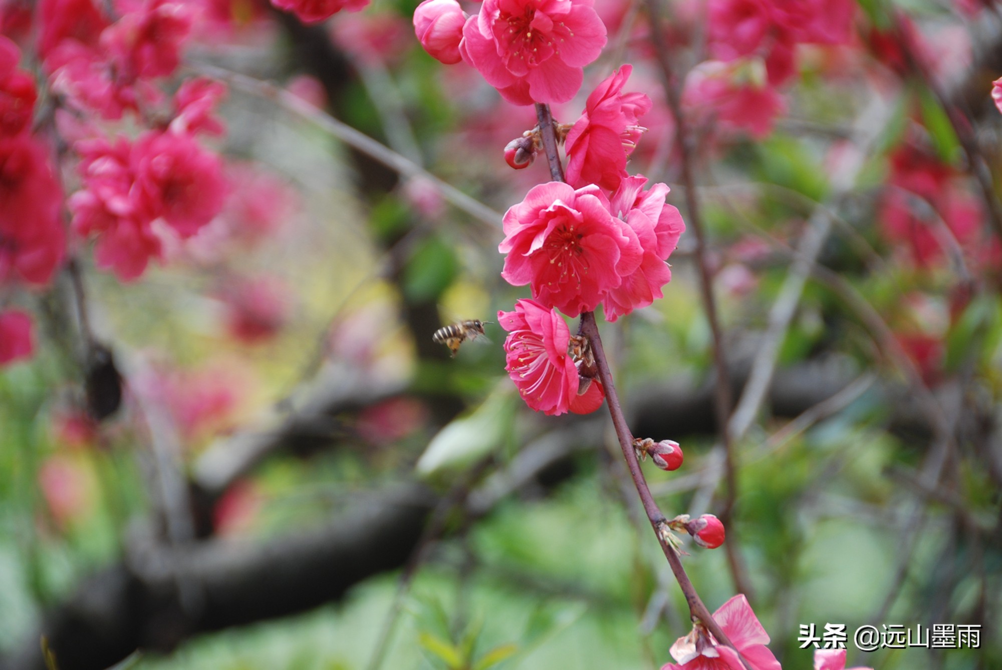 碧桃:一种观花不食果的桃树,盛开在春天里,是一帘很美的花瀑