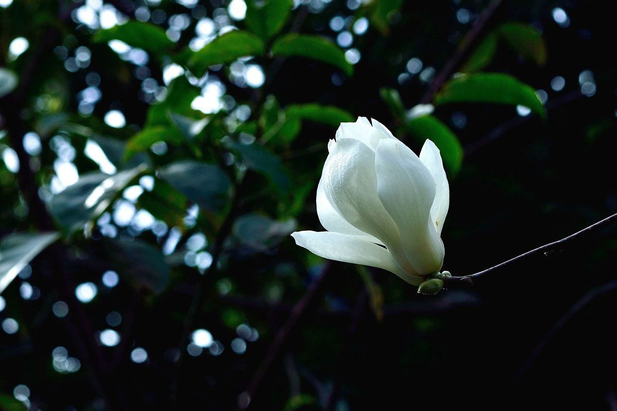 玉兰花是什么颜色(白玉兰花树图片)-cosg百科