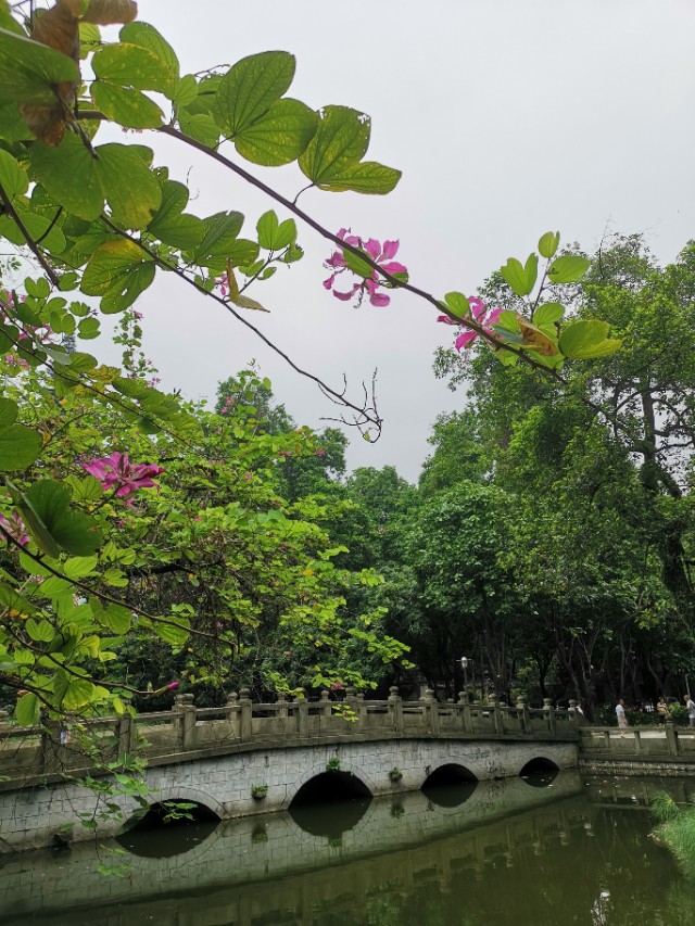 一景一诗文：梅子金黄杏子肥，麦花雪白菜花稀