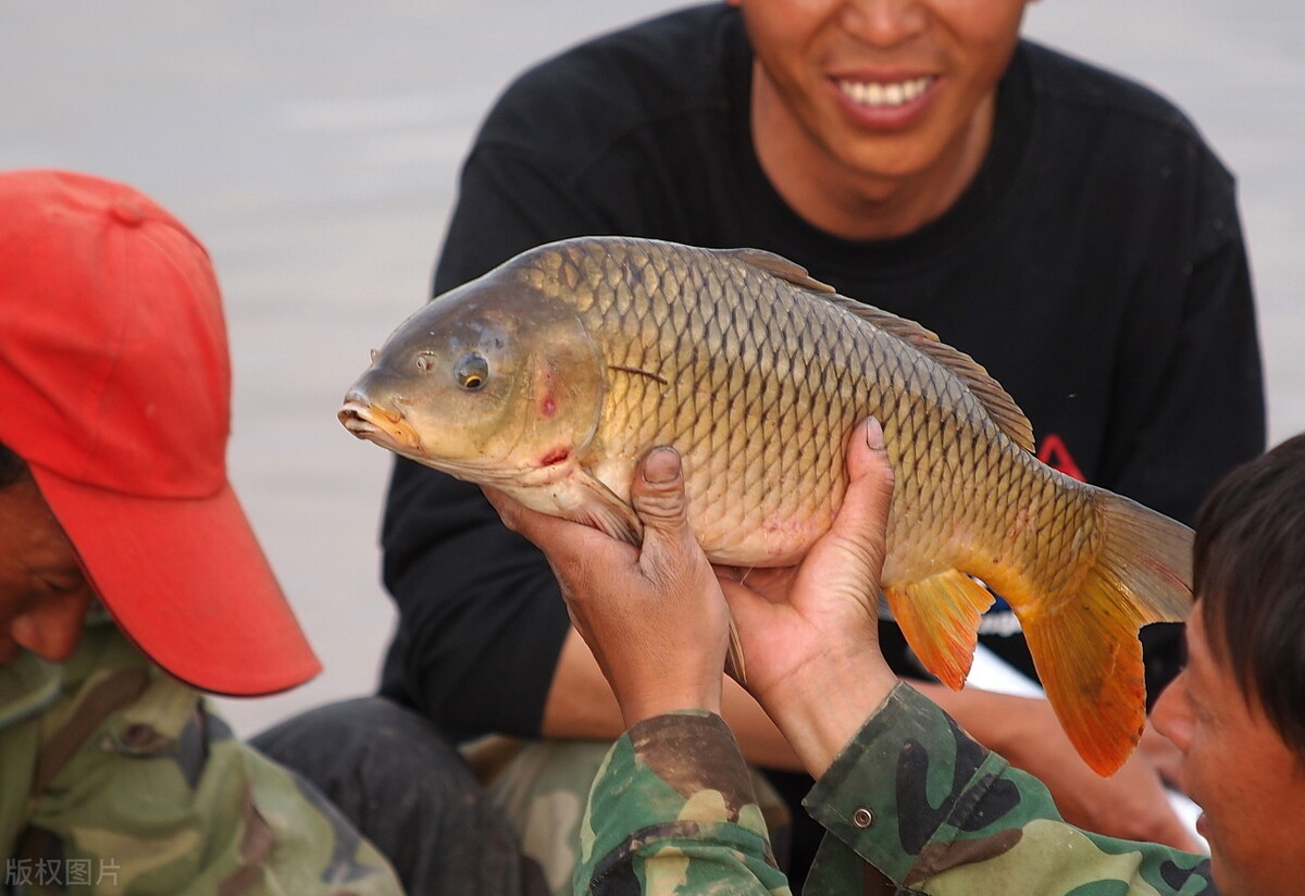 调水是什么意思(黄河调水调沙19年，下游成“泥河”，专家却说黄河水在变清？)