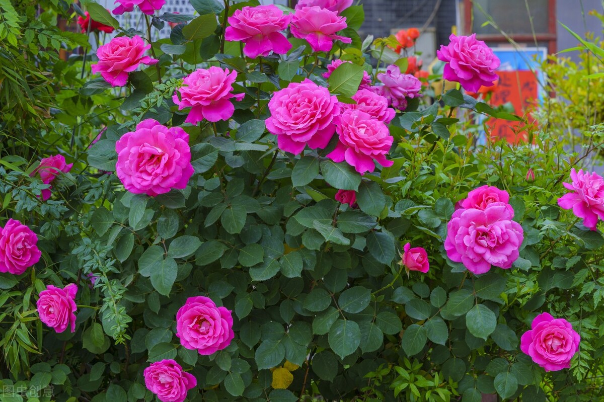 想你了，我最爱的人，忘不了你我做不到，念你成瘾戒不掉