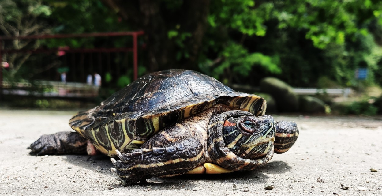 巴西龟能活多少年
