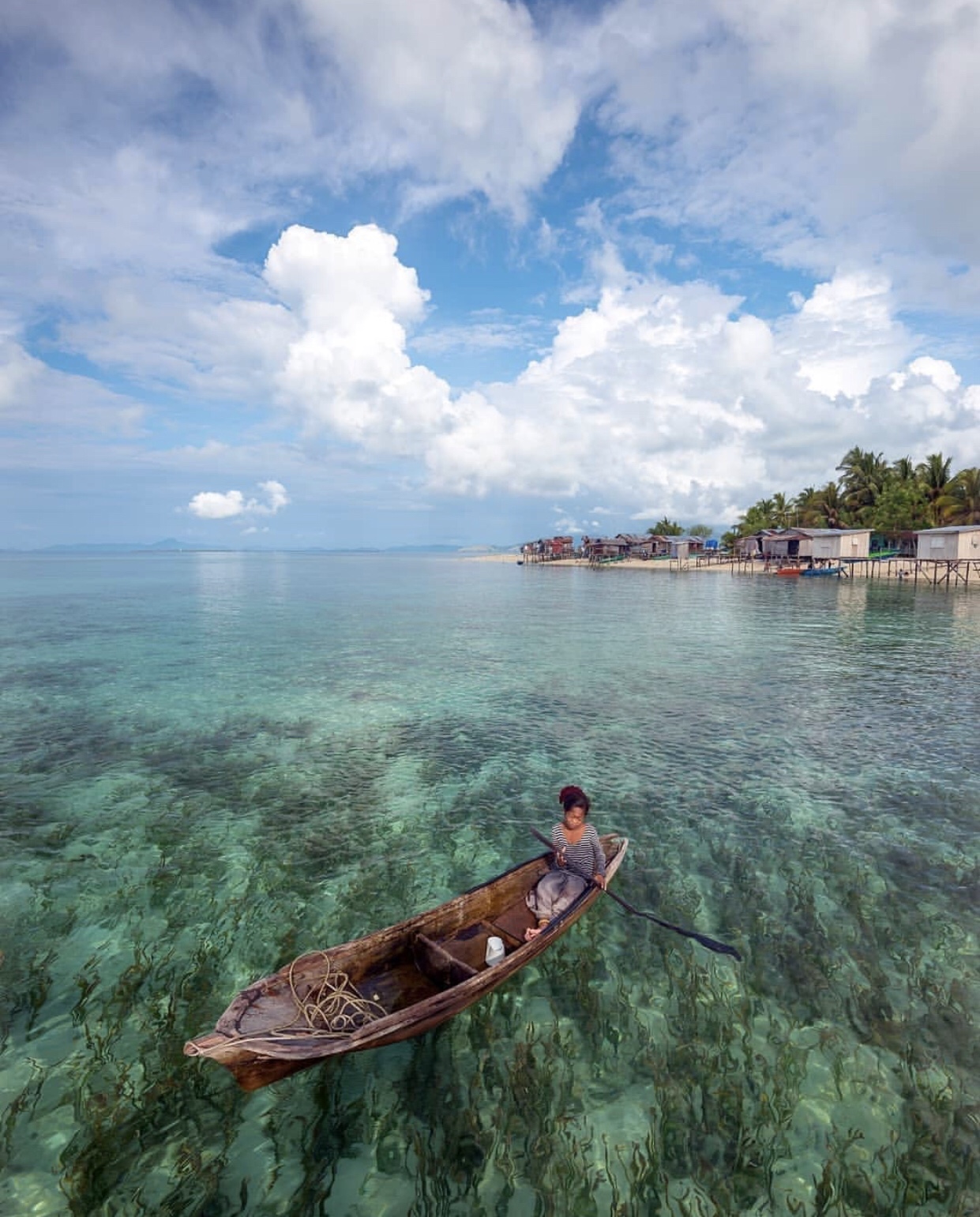 原始自然风光:野生动物,热带