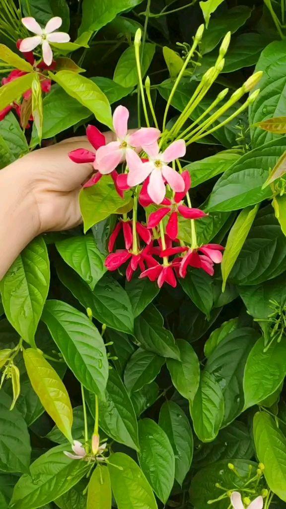 使君子图片(使君子花语和寓意)